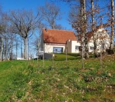 Vue des peupliers vers la maison