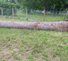 Grume de ch&ecirc;ne &agrave; vendre !