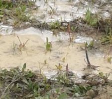 Enduit de la fa&ccedil;ade alors que le Sol est gel&eacute; par endroit ...