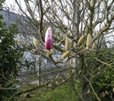 La surprise de Février, ça bourgeonne de partout, encore un peu de soleil et quelques fleurs vont sortir...
Vive le réchauffement climatique... :'(