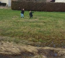 Les puces qui s'amusent sur le terrain