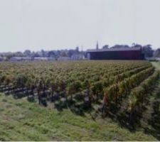 Une partie de notre terrain encore sous les vignes