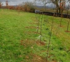 Pommiers et poiriers en racines nues
choisis en scions pour créer des palmettes ou cordons....