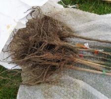 Pommiers et poiriers en racines nues
choisis en scions pour créer des palmettes ou cordons....