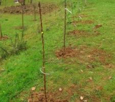 Pommiers et poiriers en racines nues
choisis en scions pour créer des palmettes ou cordons....