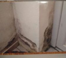 Moisissure maison locataire