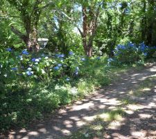 Les haut du terrain ( l'entr&eacute;e )