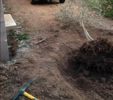 Deplacement d'un Olivier