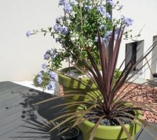 Un joli plumbago colore la terrasse, acheté 3? en état très moyen il donne aujourd'hui le meilleur de lui-même pour cette première année !