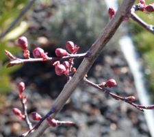 Les premiers bourgeons