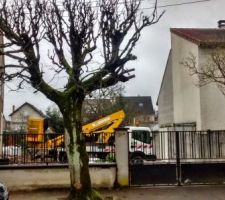 Préparation du terrain avant achat. Abattage d l'arbre, fermeture fenêtre ...