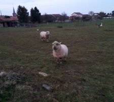 Mes p'tits potes qui m'attendent !!!