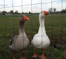 Mes p'tites copines les oies oies qui ont h&acirc;te de me me pincer les fesses!!!