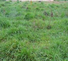 Limite Pignon Est vue N-S