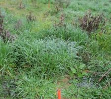 Limite Pignon Ouest vue S-N