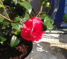 Camelia double en fleur