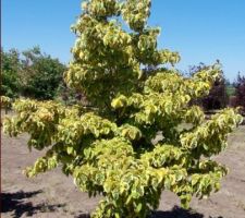 Cornus florida en feuilles