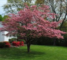 Arbre de judee en fleurs