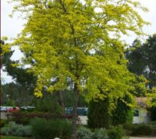 Fevier (gleditsia) Sunburst