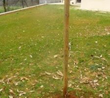 La vigne sera installée suivant la méthode Guyot
Les futures tiges seront tenues par des fils horizontaux