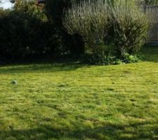 R&eacute;am&eacute;nagement des parterres : PHOTO AVANT