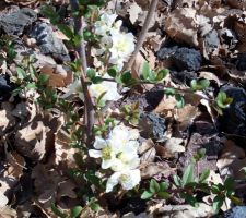 Premier jour du printemps