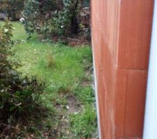 Elagages pour degager le mur mitoyen