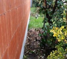 Elagages pour degager le mur mitoyen