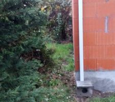 Elagages pour degager le mur mitoyen