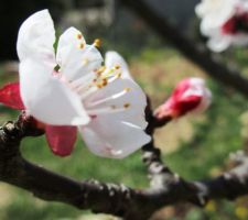 L'abricotier en fleurs le jeudi saint :-)
Petit clin d'oeil au gentil donnateur (un membre du forum qui se reconnaitra je pense ;-) )