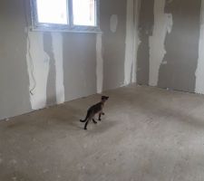27.03.2016 : Notre chat a visité sa future nouvelle maison pour la première fois :)
