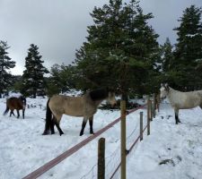 Les chevaux font connaissance