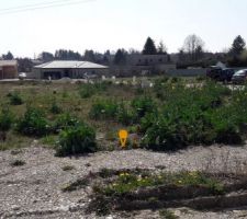 Le terrain que nous souhaitons acqu&eacute;rir :-)