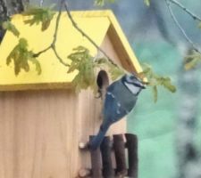 Une mésange à louer la maison !