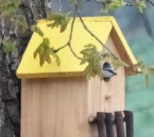 Une mésange à louer la maison !