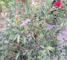 Le Callistemon laevis - rince bouteille (intérêt : fleurs rouges en été et automne)