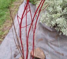 Le Cornus alba "bâton rouge"  - Cornouiller à bois rouge ou cornouiller de Sibérie (intérêt : bois rouge)