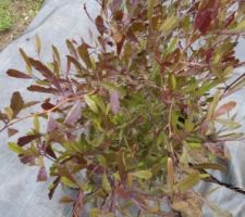Le Dodonea viscosa "Purpurea" (intérêt : feuillage changeant au fil des saisons et fruits en forme de pétale rose en automne)