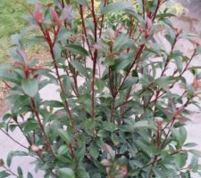 Le photinia x fraseri « robusta compacta » (intérêt : feuillage changeant au fil des saisons)