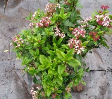 Le Viburnum tinus Gwenllian - Laurier tin Gwenllian (intérêt : feuillage et fleurs blanches parfumées en automne et en hiver)