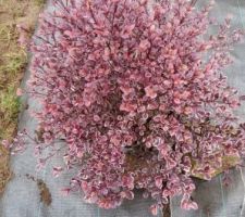 Le Lophomyrthus 'Magic Dragon' (intérêt : feuillage rose et fleurs blanches parfumées en été)