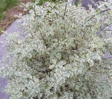 Le Pittosporum tenuifolium 'Saundersii' (intérêt : feuillage et petites fleurs très parfumées au printemps)