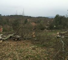 Arbres a terre pour permettre au terrassier de démarrer...