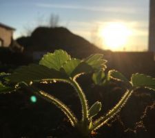 Fraises au coucher du soleil