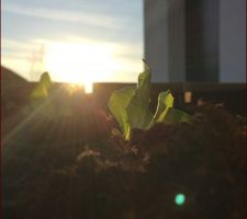 Petites salades au coucher du soleil