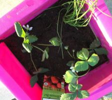 Mon 1er carré potager