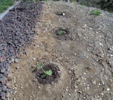 Courgettes sur la butte sud