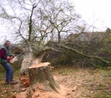 Quel galere a couper cet arbre!!! 
Pas le choix, il etait trop pr&eacute;s de la maison