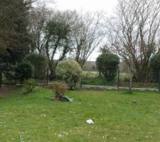 Pittosporum replant&eacute;