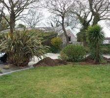 Cordyline replant&eacute;